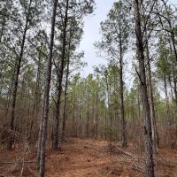 47.25 - Ac. Goodwater Coosa Co images 3