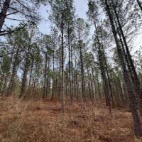47.25 - Ac. Goodwater Coosa Co images 5