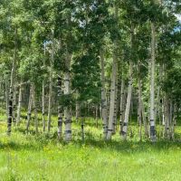 Cabin Hollow Ranch images 5