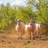 Hollow Draw Ranch images 4