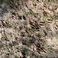 333 acres - Yazoo County MS images 4