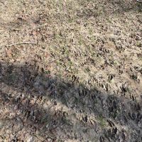 333 acres - Yazoo County MS images 5