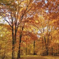 Martha s Ridge Tract 3 - 130 Acres Land for Sale Arkansas images 3