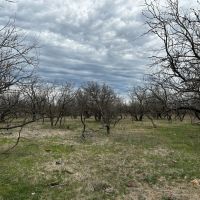 New Listing 15.731 Acres Tract 22 Callahan County images 5
