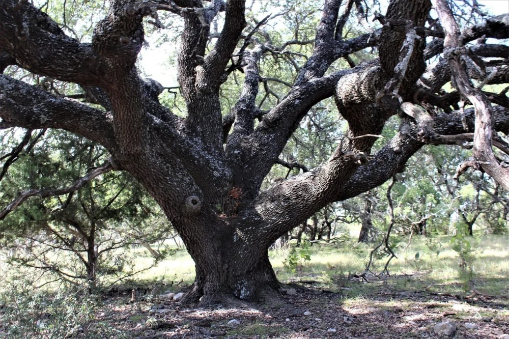 Oak trees and hunting options in Mills County featured image