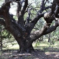 Oak trees and hunting options in Mills County