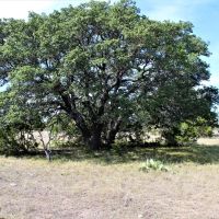 Oak trees and hunting options in Mills County images 3
