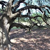 Oak trees and hunting options in Mills County images 4