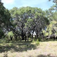 Oak trees and hunting options in Mills County images 5