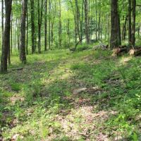 18 acre Building Lot in Conklin NY 289 Ahern Road