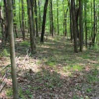 18 acre Building Lot in Conklin NY 289 Ahern Road images 2