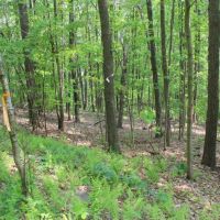 18 acre Building Lot in Conklin NY 289 Ahern Road images 4