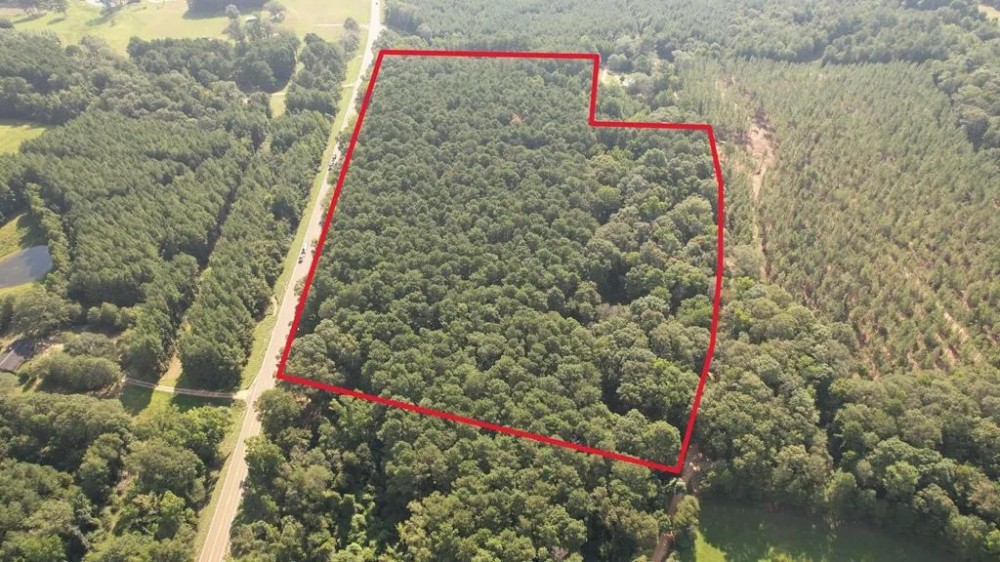 - 22 Acre Timber Hunting Tract in Amite County MS featured image