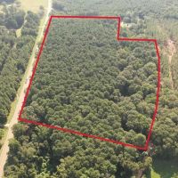 - 22 Acre Timber Hunting Tract in Amite County MS