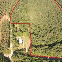 - 22 Acre Timber Hunting Tract in Amite County MS images 2