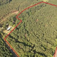 - 22 Acre Timber Hunting Tract in Amite County MS images 3
