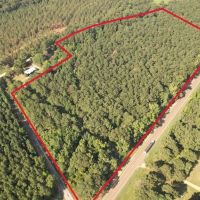 - 22 Acre Timber Hunting Tract in Amite County MS images 4
