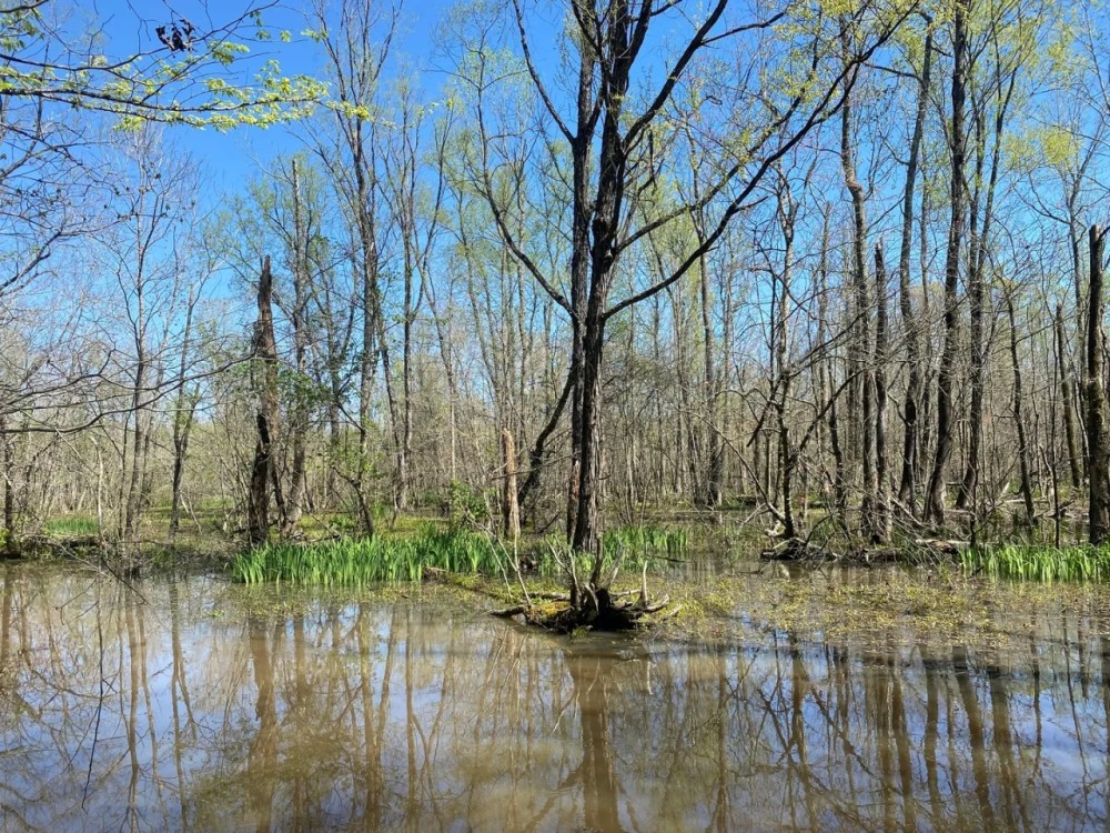 109.381 Acres in Lafayette County MS featured image