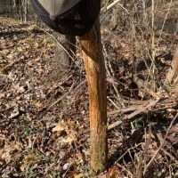 109.381 Acres in Lafayette County MS images 4