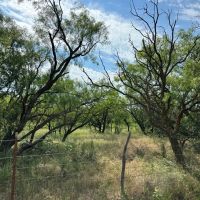 New Listing 21 Acres Tract 23 Callahan County images 3