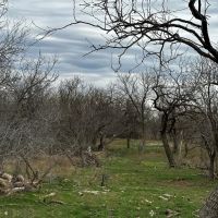 New Listing 21 Acres Tract 23 Callahan County images 4