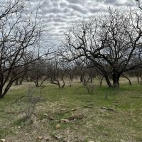 New Listing 21 Acres Tract 23 Callahan County images 5