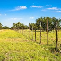 Sutton County Axis Ridge Ranch W of Junction images 4
