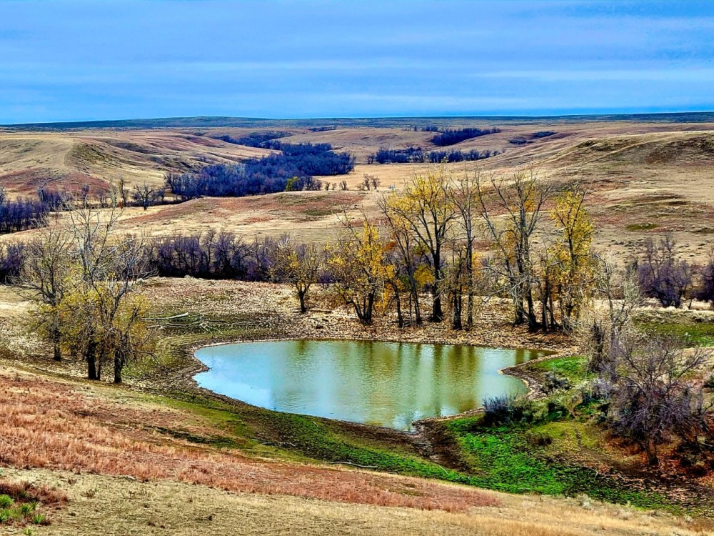 Buffalo Coulee Ranch featured image