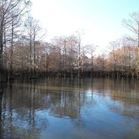 Hunting Recreational Land for Sale on the Pearl River
