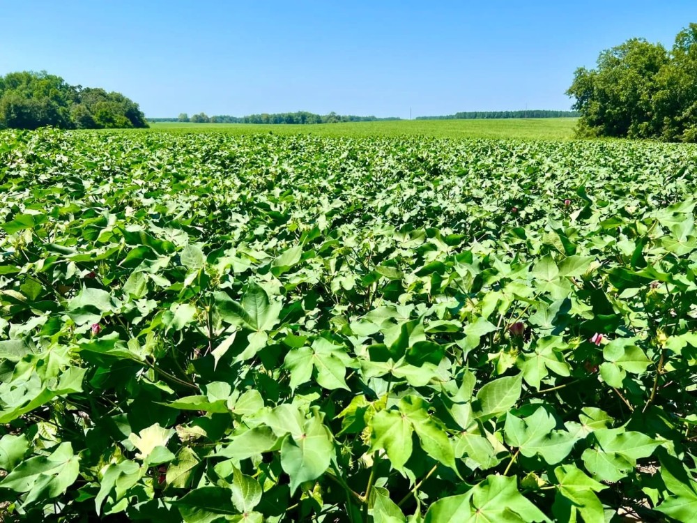 Hwy Frontage AgLand Great Hunting featured image