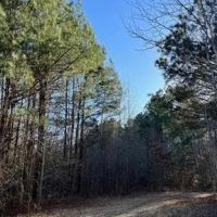 40 Acres Land for Sale Quitman LA images 2