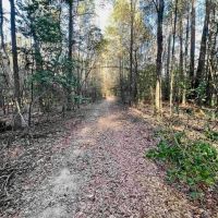40 Acres Land for Sale Quitman LA images 3