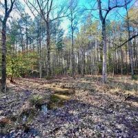 40 Acres Land for Sale Quitman LA images 4