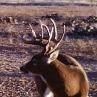 85 - Acres Brown Co. images 2
