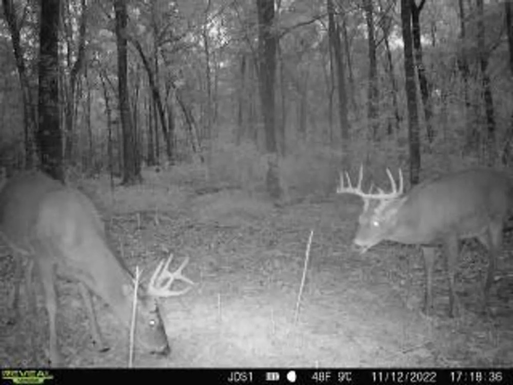 Hunting Land For Sale in East Baton Rouge Parish 178 Acres featured image
