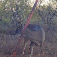 Price Reduction 78 - Acres Jones County West images 3
