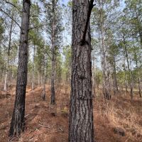 44 - Ac Goodwater Coosa Co AL images 5