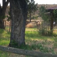 Hunting Property For Sale Colorado Mountains Working Ranch images 3