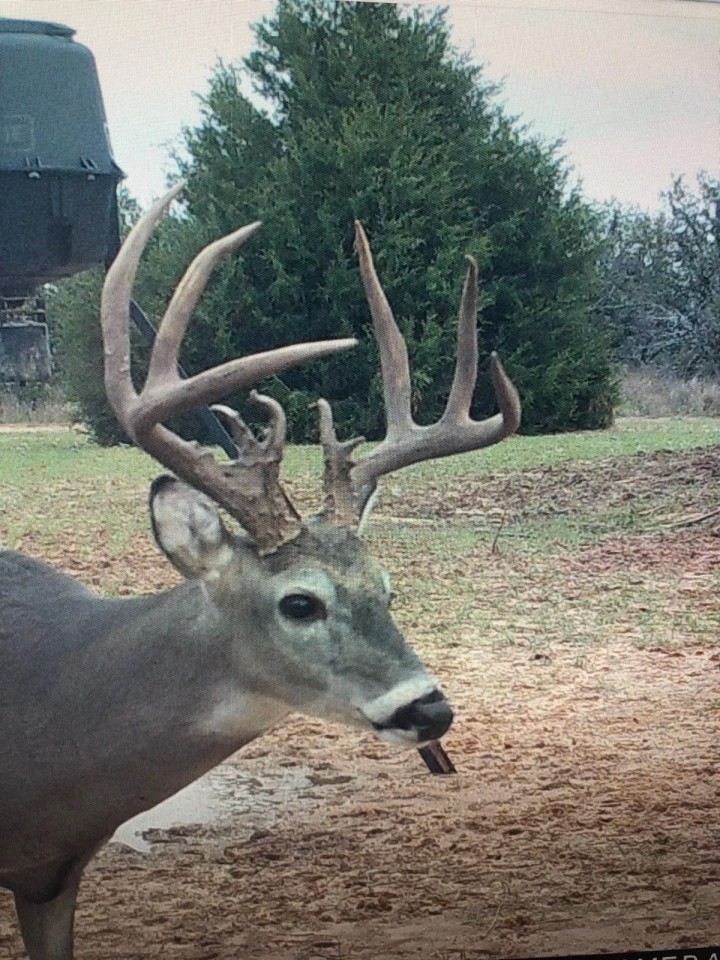 Deer Hunting Haven Beckham Co Oklahoma featured image