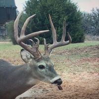 Deer Hunting Haven Beckham Co Oklahoma
