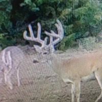 Deer Hunting Haven Beckham Co Oklahoma images 2