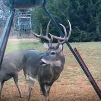 Deer Hunting Haven Beckham Co Oklahoma images 3
