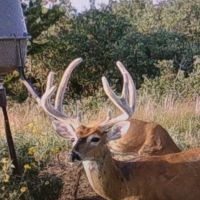 Deer Hunting Haven Beckham Co Oklahoma images 4
