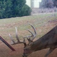 Deer Hunting Haven Beckham Co Oklahoma images 5