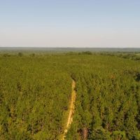 161 - acres Crenshaw Co images 2