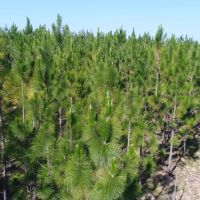 161 - acres Crenshaw Co images 5