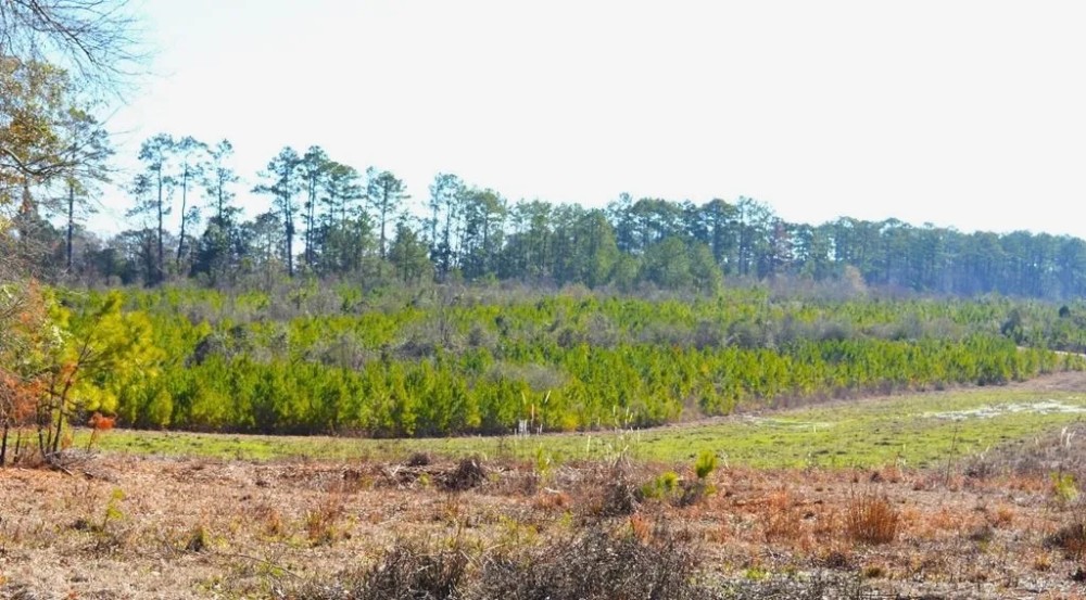 9.5 Acres of Rural Land for Sale in Pike County MS featured image
