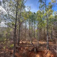 105 acres Dallas County AL images 3