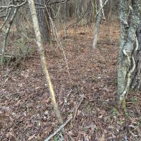 105 acres Dallas County AL images 5
