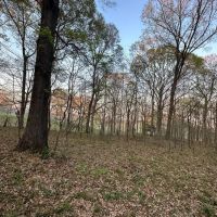 531 Acres Hunting Land Camp Lake for Sale SW MS images 4